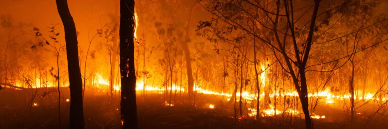 使用 AI 管理灾难和中断，一次一棵树