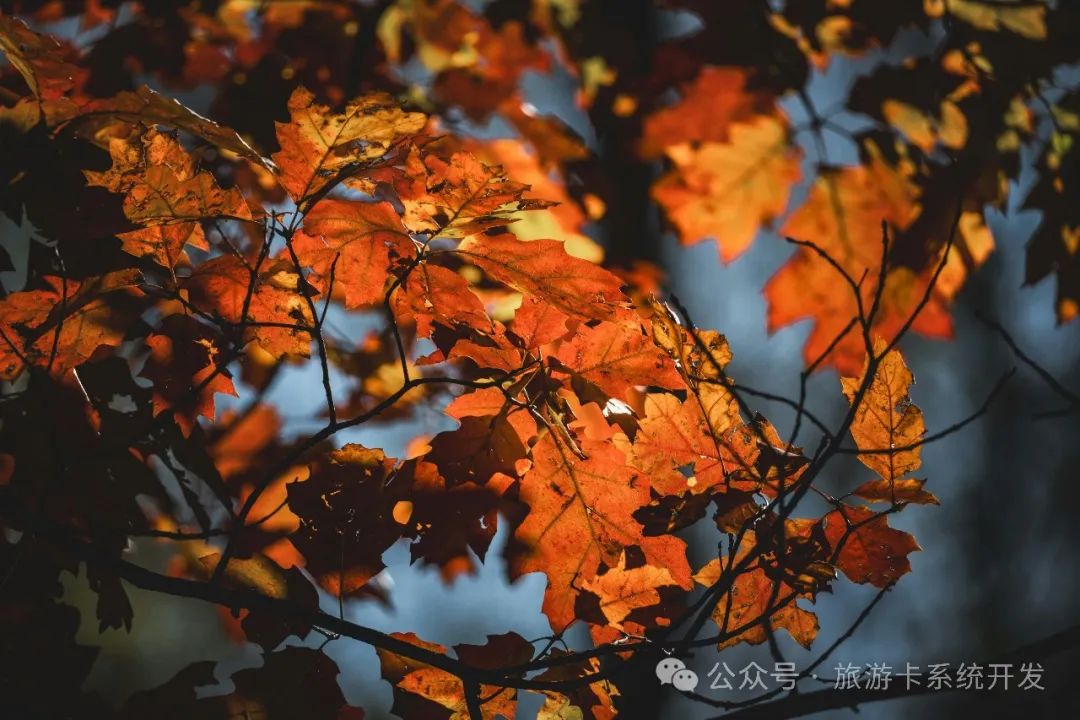 解锁创业成功秘籍:定制化软件开发,让你的业务脱颖而出
