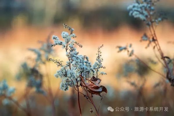 打造专属商业利器:一站式定制软件开发与商城APP搭建服务