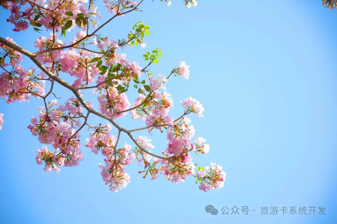 专业定制软件服务:电子商城搭建与安卓APP开发一站式解决方案