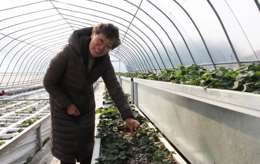 崇明基地耗时5年成功培育奶白色菠萝味草莓,你尝过吗?