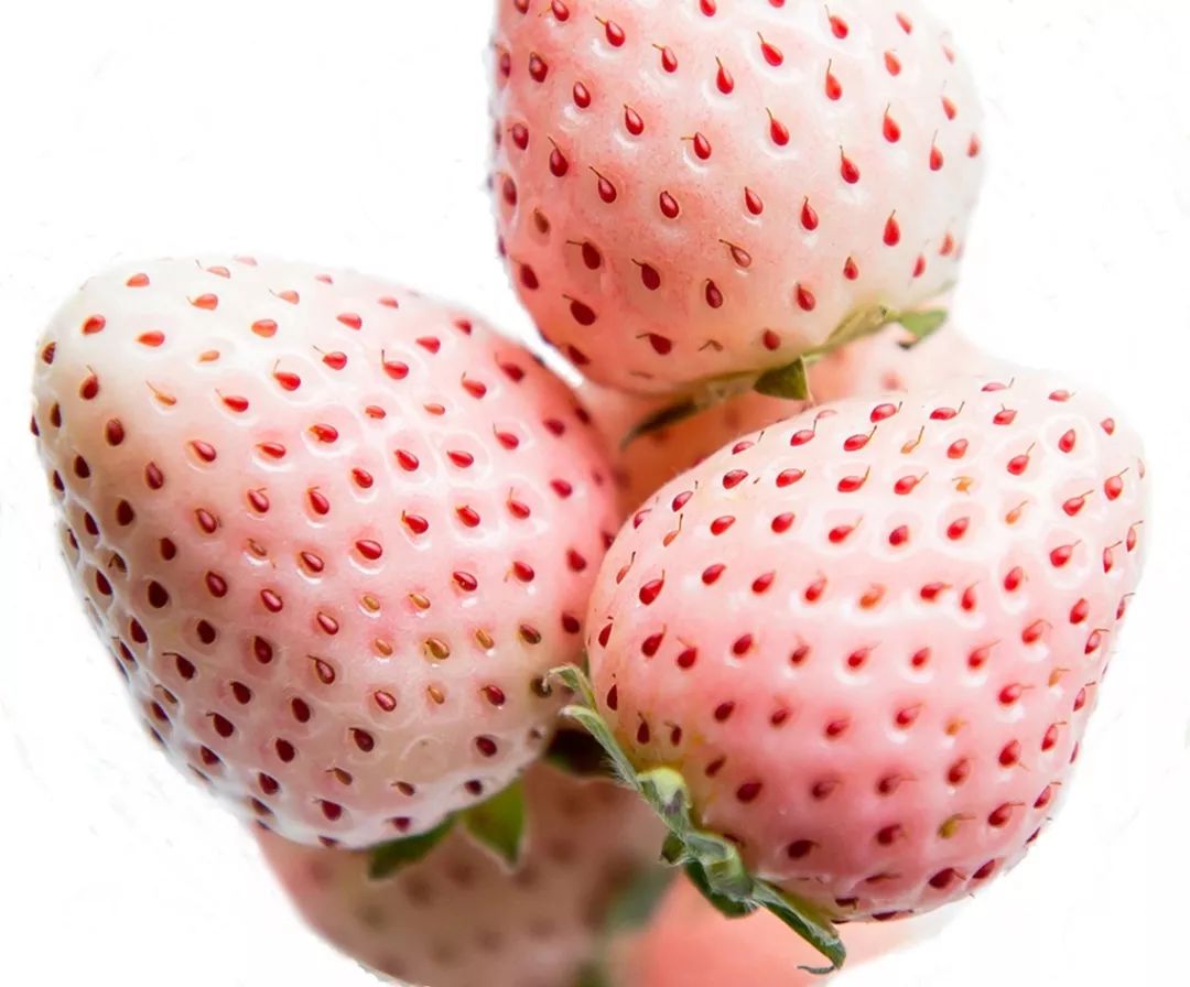 崇明基地耗时5年成功培育奶白色菠萝味草莓,你尝过吗?