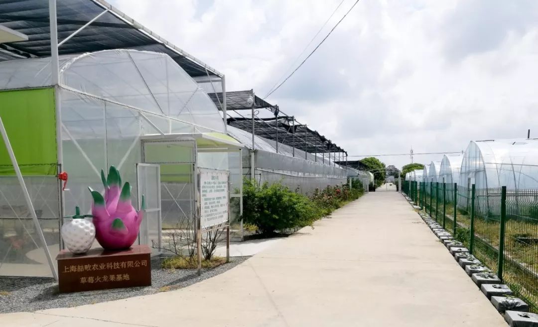 崇明基地耗时5年成功培育奶白色菠萝味草莓,你尝过吗?