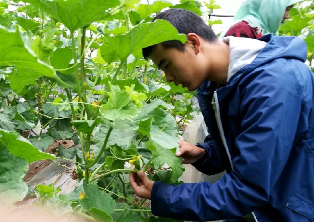 崇明基地耗时5年成功培育奶白色菠萝味草莓,你尝过吗?
