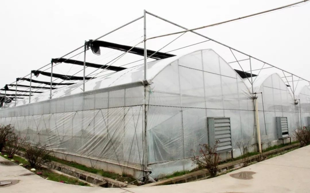 崇明基地耗时5年成功培育奶白色菠萝味草莓,你尝过吗?