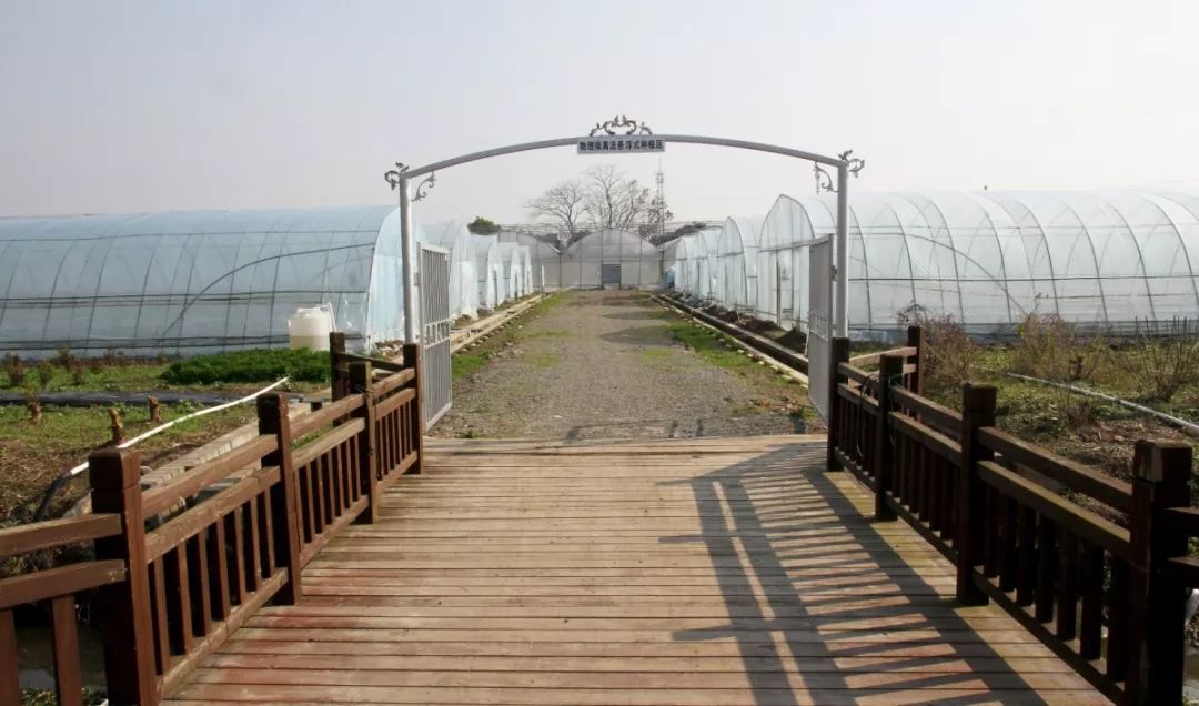 崇明基地耗时5年成功培育奶白色菠萝味草莓,你尝过吗?