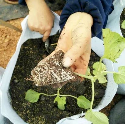 崇明基地耗时5年成功培育奶白色菠萝味草莓,你尝过吗?