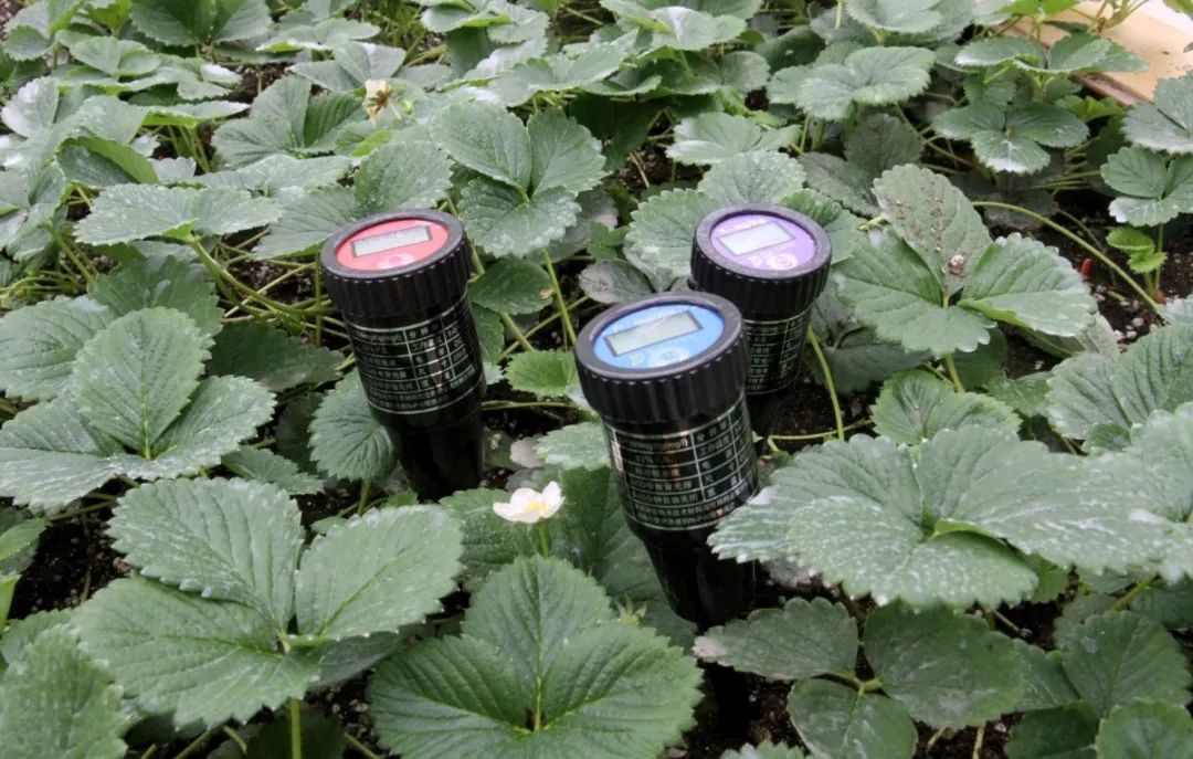 崇明基地耗时5年成功培育奶白色菠萝味草莓,你尝过吗?