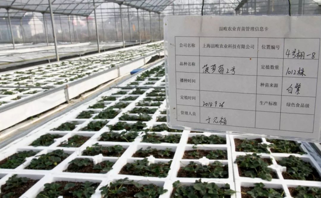 崇明基地耗时5年成功培育奶白色菠萝味草莓,你尝过吗?