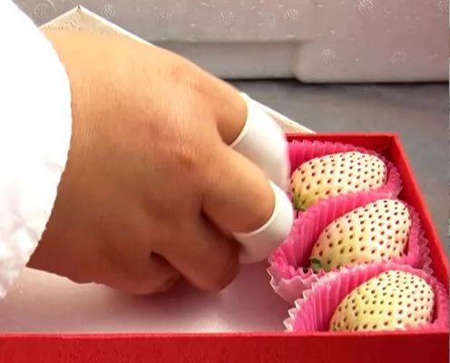 崇明基地耗时5年成功培育奶白色菠萝味草莓,你尝过吗?