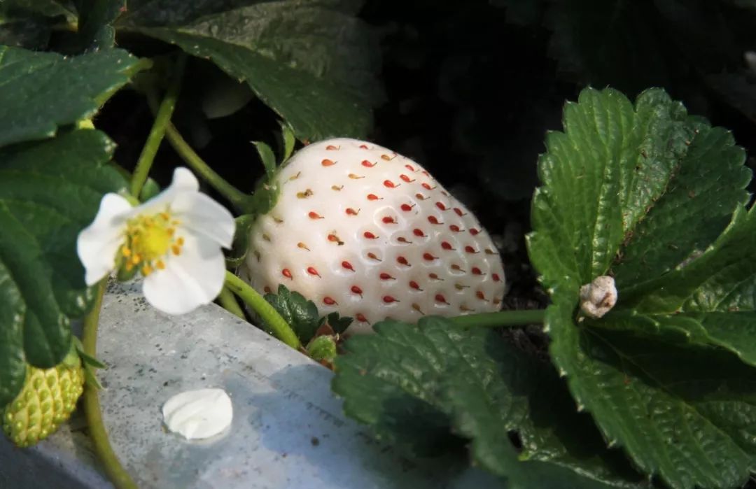 崇明基地耗时5年成功培育奶白色菠萝味草莓,你尝过吗?