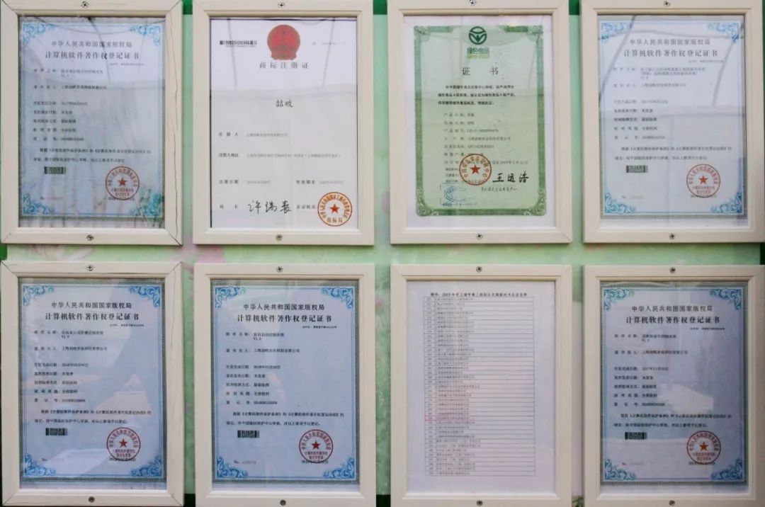 崇明基地耗时5年成功培育奶白色菠萝味草莓,你尝过吗?