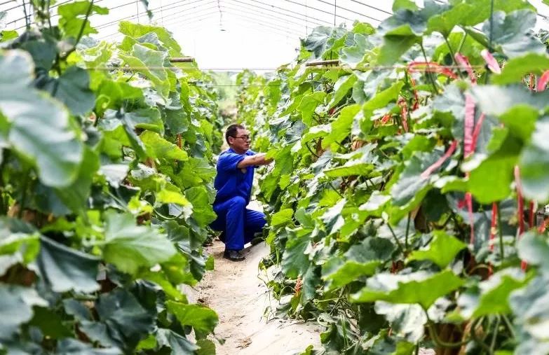 崇明基地耗时5年成功培育奶白色菠萝味草莓,你尝过吗?
