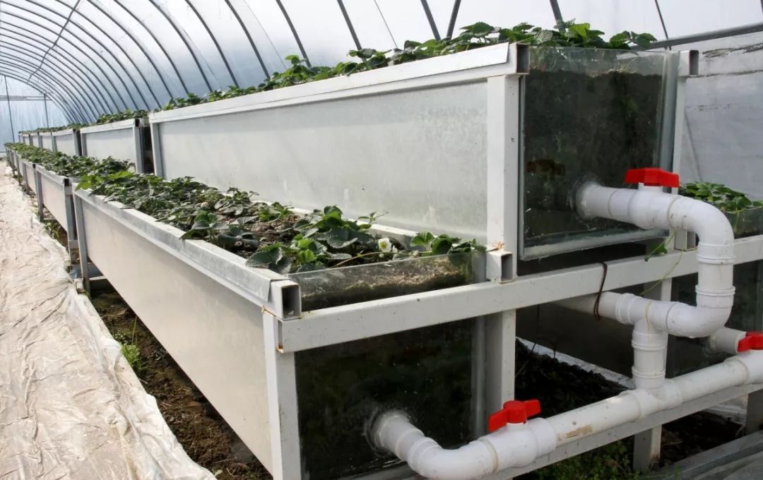 崇明基地耗时5年成功培育奶白色菠萝味草莓,你尝过吗?