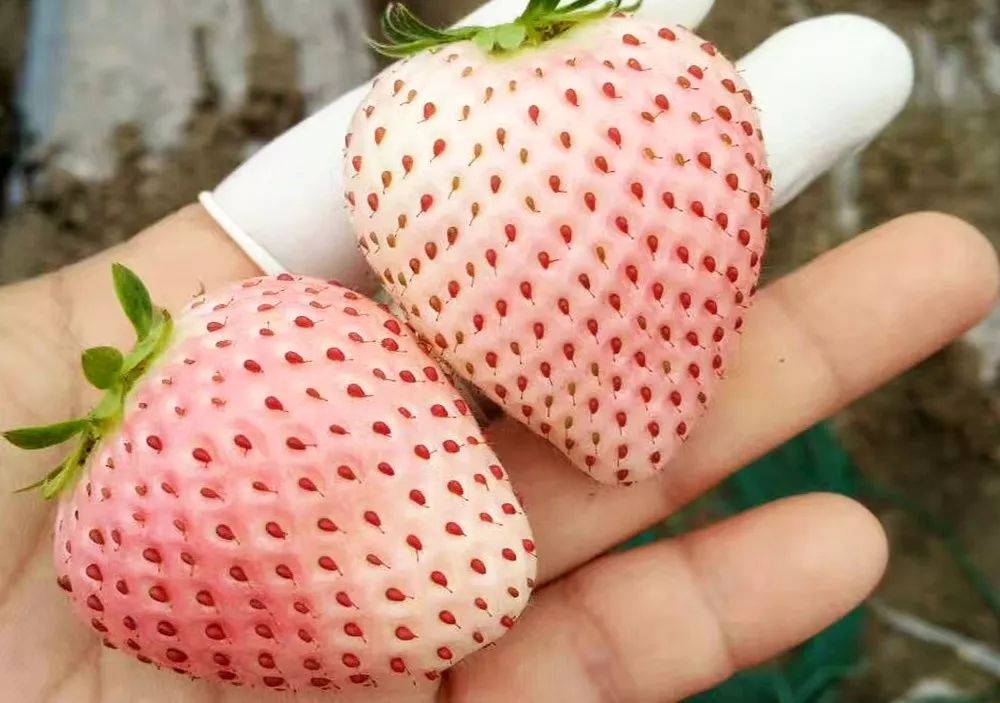 崇明基地耗时5年成功培育奶白色菠萝味草莓,你尝过吗?